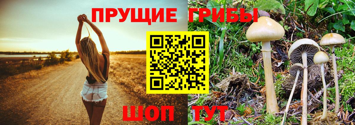 Галлюциногенные грибы Psilocybine cubensis  Псилоцибиновые грибы Psilocybe  Вход с VPN  Лесной 